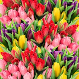 Букет из разноцветных тюльпанов с каплями росы 