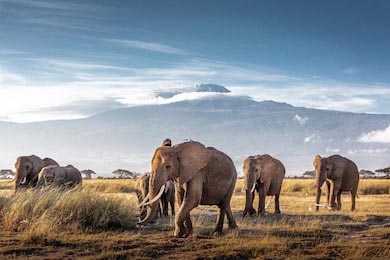 Стадо слонов, идущих перед горой Килиманджаро