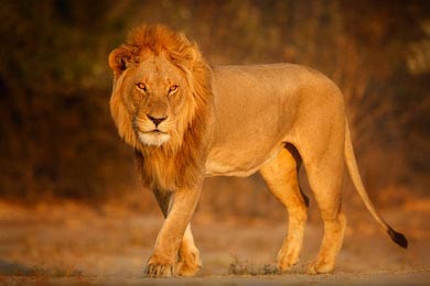 Красивый портрет льва в удивительном вечернем свете