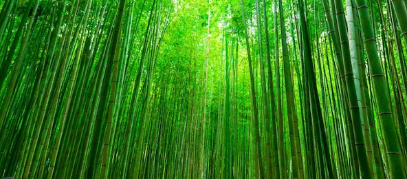 Размытые изображения бамбукового леса в Арасияме