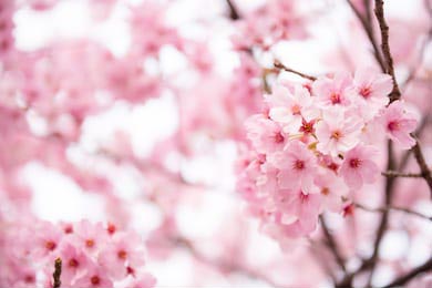 Полностью распустившийся цветок сакуры в Японии