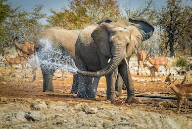Слон шутит с водой в Национальном парке Этоша