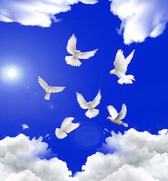 Потолочные обои голуби на фоне неба с облаками 