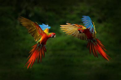 Попугай ара, летящий в тропическом лесу, Коста-Рика