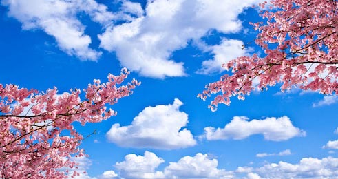 Цветущая вишня на фоне голубого неба