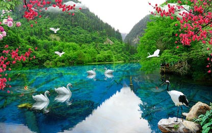 Чистое озеро с лебедями в зеленых горах