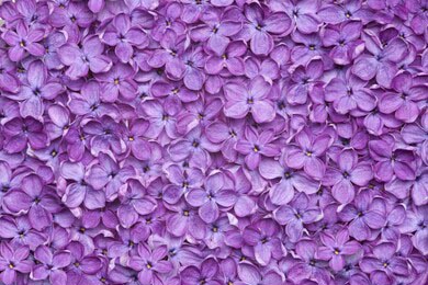 Фиолетовый сиреневый цветочный фон