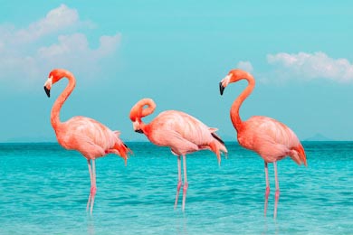 Фламинго стоящие в чистом синем море