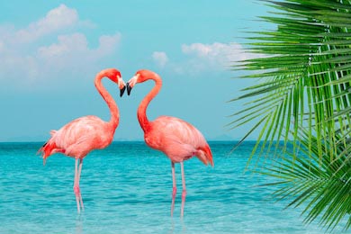 Влюбленные фламинго на райском острове 