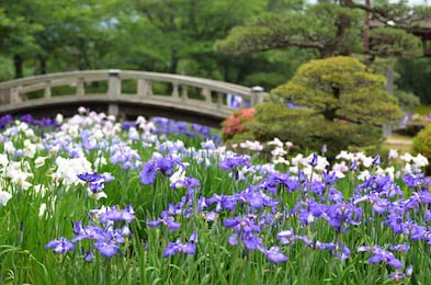 Ирис энсата в японском саду на фоне мостика