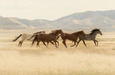 Дикие лошади бегут по пустыне Юта