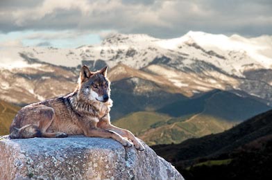 Иберийский волк, лежащий на скалах на снежной горе