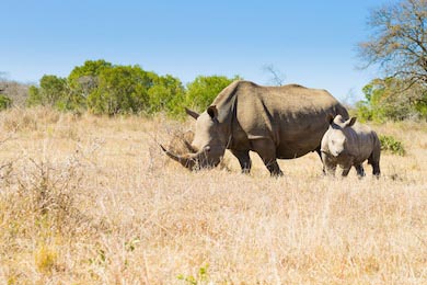 Самка носорога со своим детенышем из парка