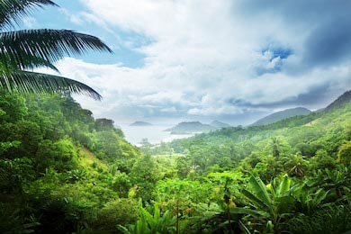 Сейшельские джунгли с высоты птичьего полета