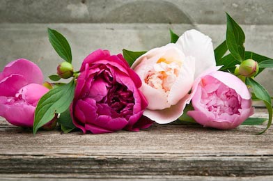 Розовые и белые пионы на деревянном столе 
