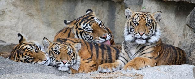 Семейство суматранских тигров отдыхают в пещере