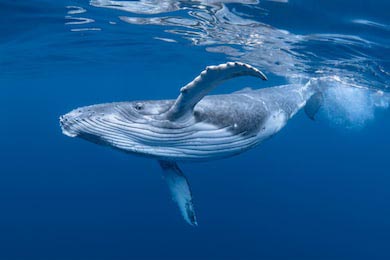 Горбатый кит у поверхности прозрачной воды