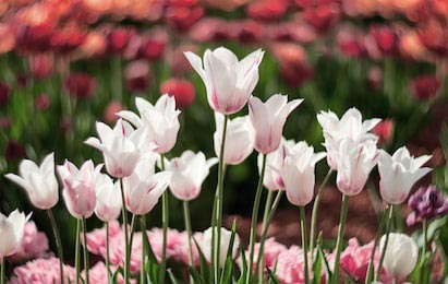 Белые цветы тюльпана распускаются весной в саду