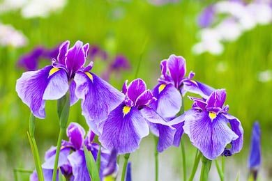 Фиолетовые японские цветы ириса 