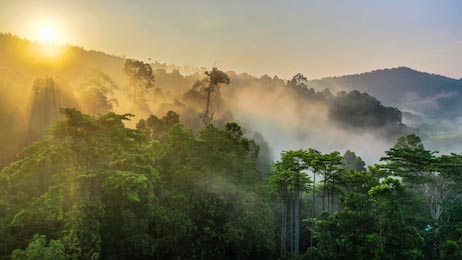 Тропический лес Борнео с восходом солнца и туманом
