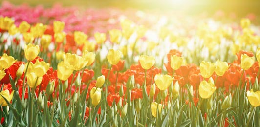 Солнце заливает луг с разноцветными тюльпанами