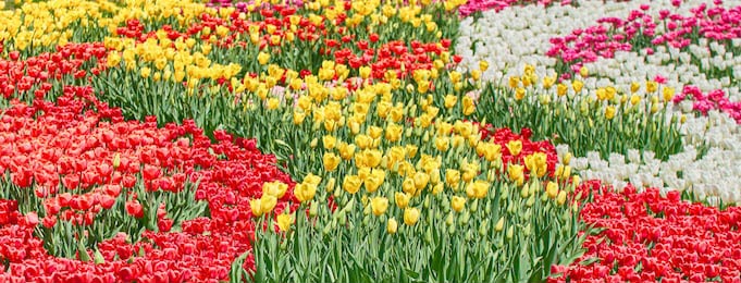 Красные, желтые и белые тюльпаны цветут в саду