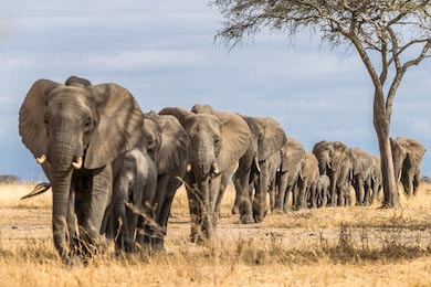Стадо слонов в Африке гуляет по траве в нацпарке