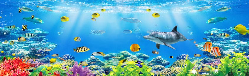 Подводный вид на океанскую флору и фауну