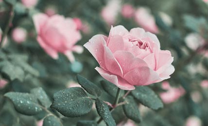 Утренняя роса на розовой розе и листьях