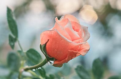 Розовая роза с каплями росы на размытом фоне