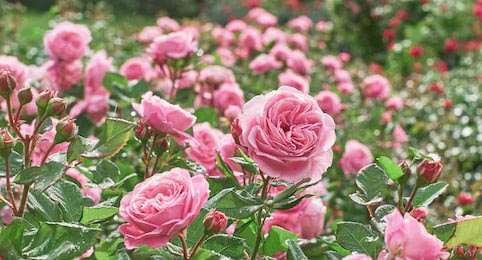 Сад розовых кустовых роз