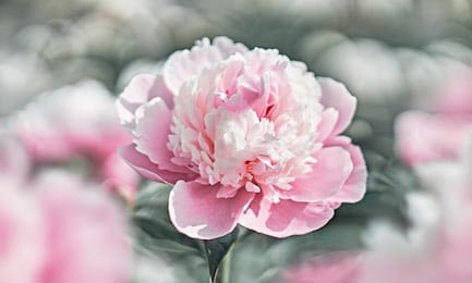 Розовый пион крупным планом в летнем саду