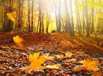 Осенний пейзаж с желтыми деревьями и солнцем на фоне
