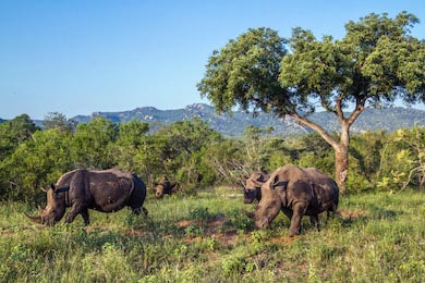 Четыре южных носорога в нацпарке Крюгера