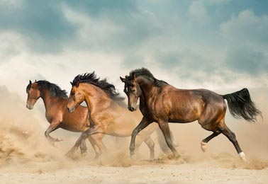 Красивые гнедые лошади бегут в пустыне