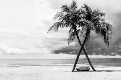 Черный и белый вид на красивый пляж с пальмами