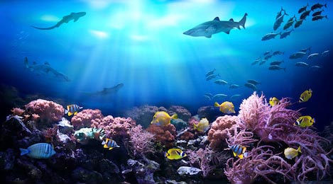 Подводный вид рифа с рыбками в тропических водах