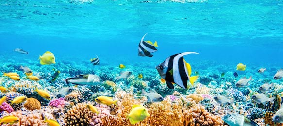 Подводный вид с рыбами и коралловыми рифами