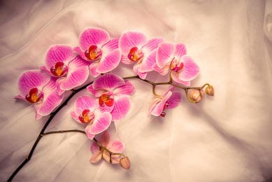 Розовые орхидей на фоне белой ткани