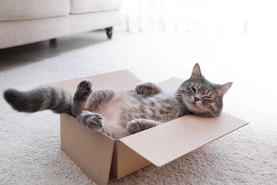 Серый полосатый кот в картонной коробке 
