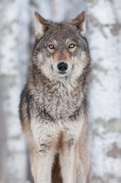 Красивый серый волк с желтыми глазами 