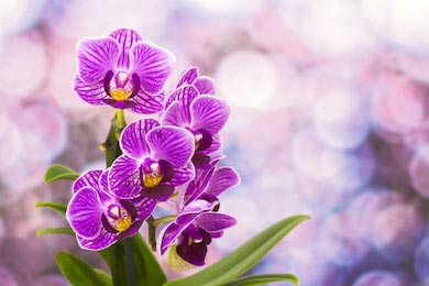 Очень красивая фиолетовая орхидея макро снимок