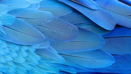 Синие узорчатые перья
