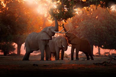 Слон в парке Мана-Пулс едят ветви зеленых деревьев