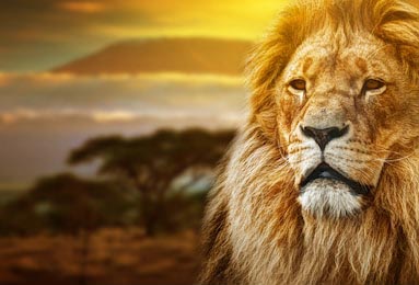 Портрет льва на фоне горы Килиманджаро на закате