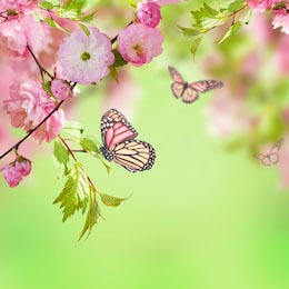  Розовый цветок сакуры и бабочки на зеленом фоне