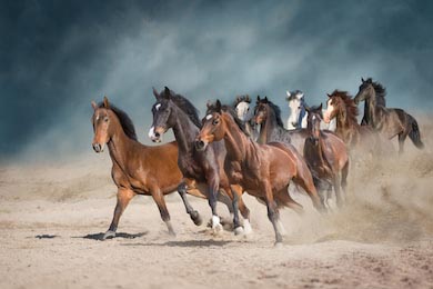 Лошади бегут по пустынной пыли на фоне неба