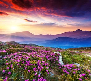 Волшебные розовые цветы рододендрона на летней горе