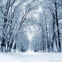Снежная буря в парке, зимний пейзаж