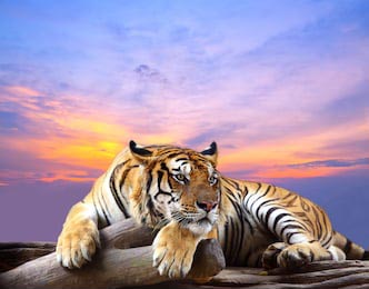 Тигр лежащий на бревне на закате дня